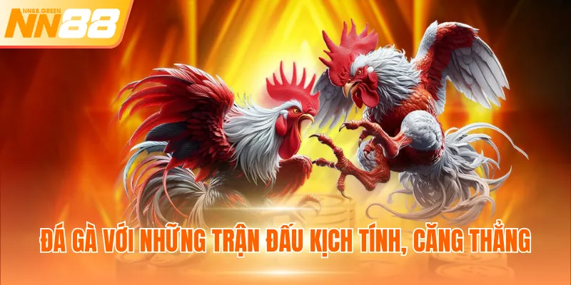 Đá gà với những trận đấu kịch tính, căng thẳng